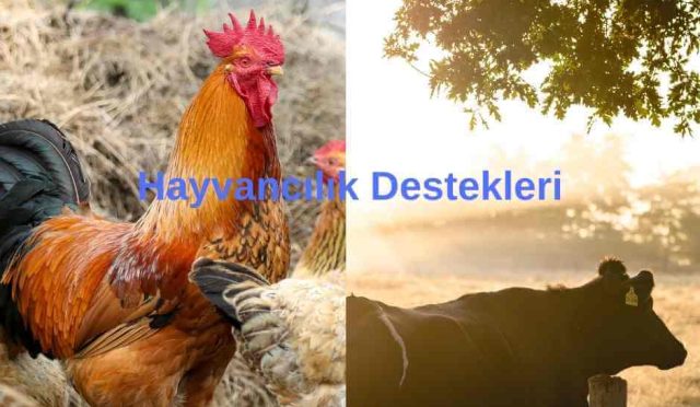 Hayvancılık Destekleri