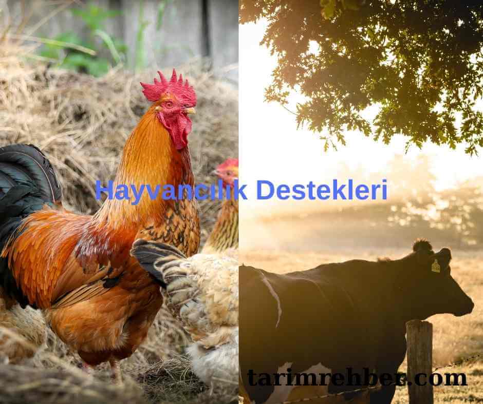 Hayvancılık Destekleri