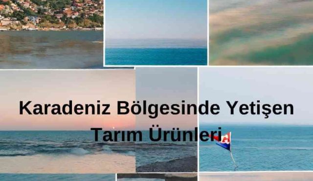 Karadeniz Bölgesinde Yetişen Tarım Ürünleri