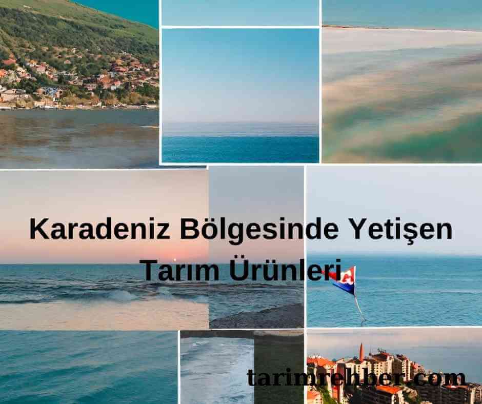 Karadeniz Bölgesinde Yetişen Tarım Ürünleri