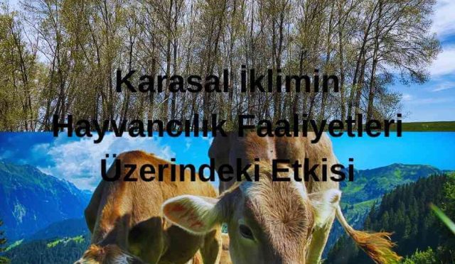 Karasal İklimin Hayvancılık Faaliyetleri Üzerindeki Etkisi