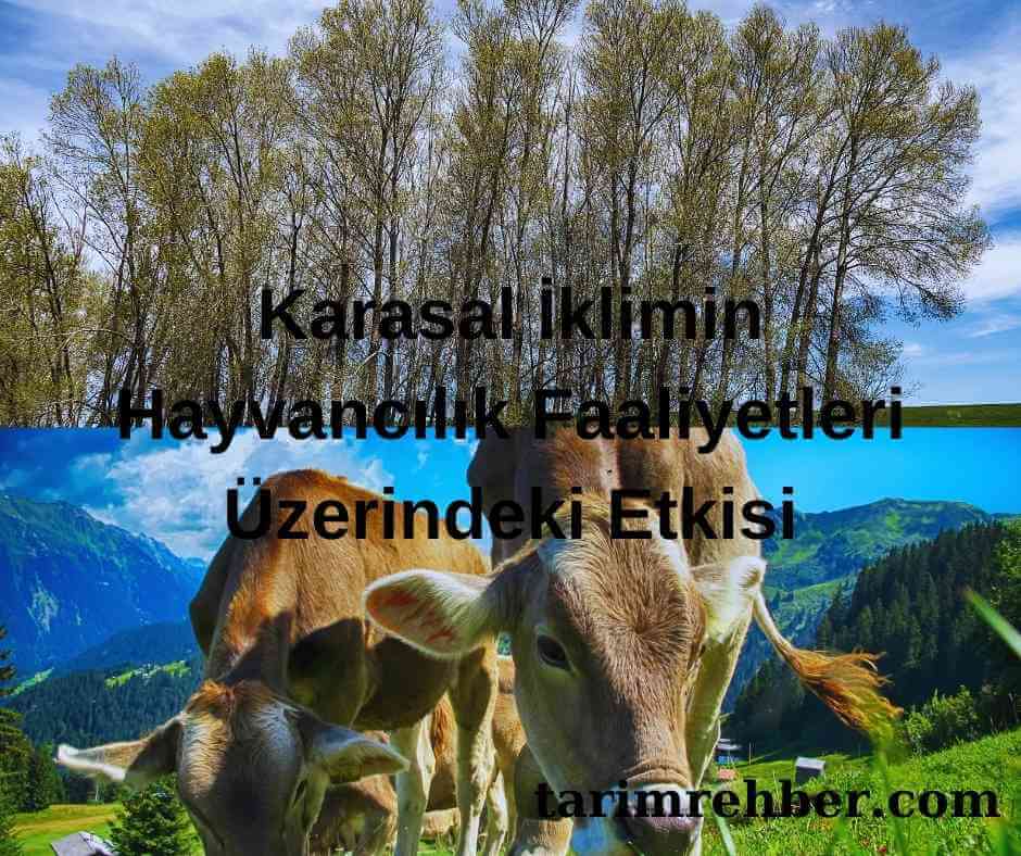 Karasal İklimin Hayvancılık Faaliyetleri Üzerindeki Etkisi