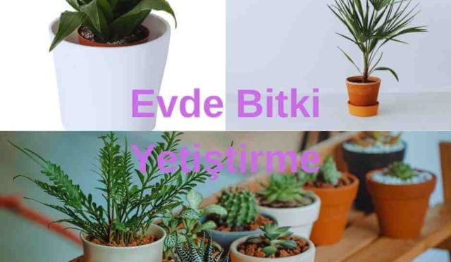 Evde Bitki Yetiştirme: Doğayı Evimize Getirme Rehberi