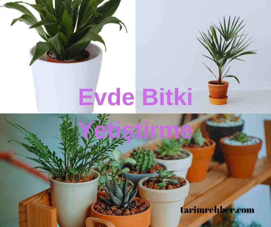 Evde Bitki Yetiştirme: Doğayı Evimize Getirme Rehberi