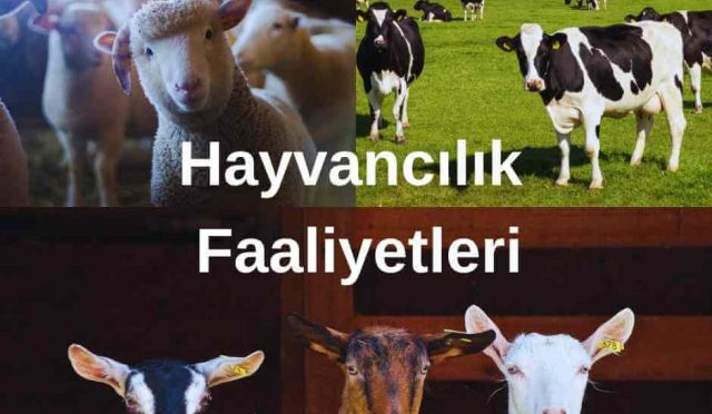 Modern Hayvancılık Faaliyetleri: Gelişen Teknoloji ve Sürdürülebilirlik