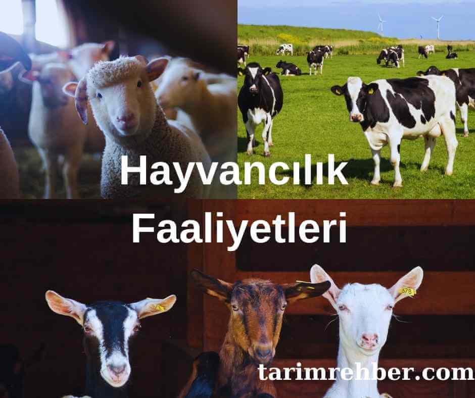 Modern Hayvancılık Faaliyetleri: Gelişen Teknoloji ve Sürdürülebilirlik