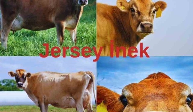 Jersey İnek – Jersey Sığırı Nedir? Tüm Cevaplar