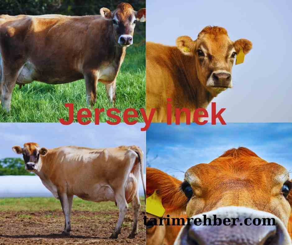 Jersey İnek – Jersey Sığırı Nedir? Tüm Cevaplar