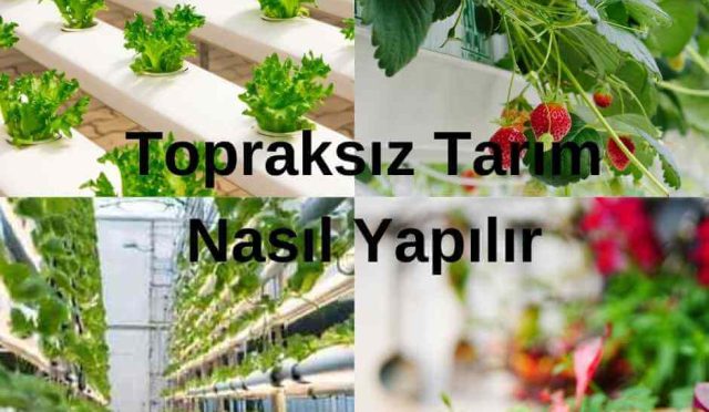 Topraksız tarım nasıl yapılır? Topraksız Tarımın Temelleri ve Uygulama Yöntemleri