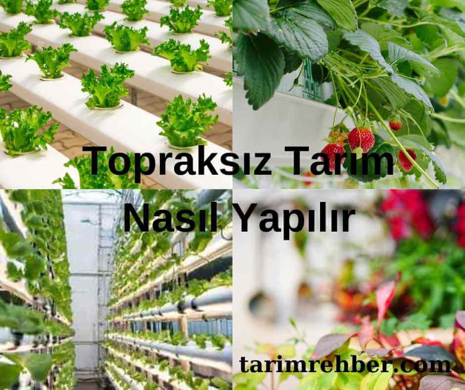 Topraksız tarım nasıl yapılır? Topraksız Tarımın Temelleri ve Uygulama Yöntemleri