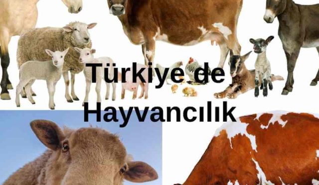 Türkiye de Hayvancılık: Zengin Gelenekten Modern Sektöre