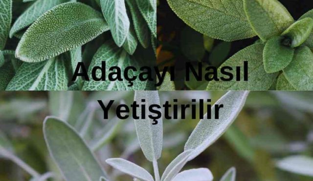 Adaçayı Nasıl Yetiştirilir Uygulama Rehberi