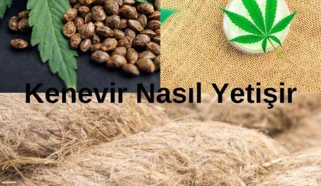 Kenevir Yetiştirme Rehberi: Kenevir Nasıl Yetişir