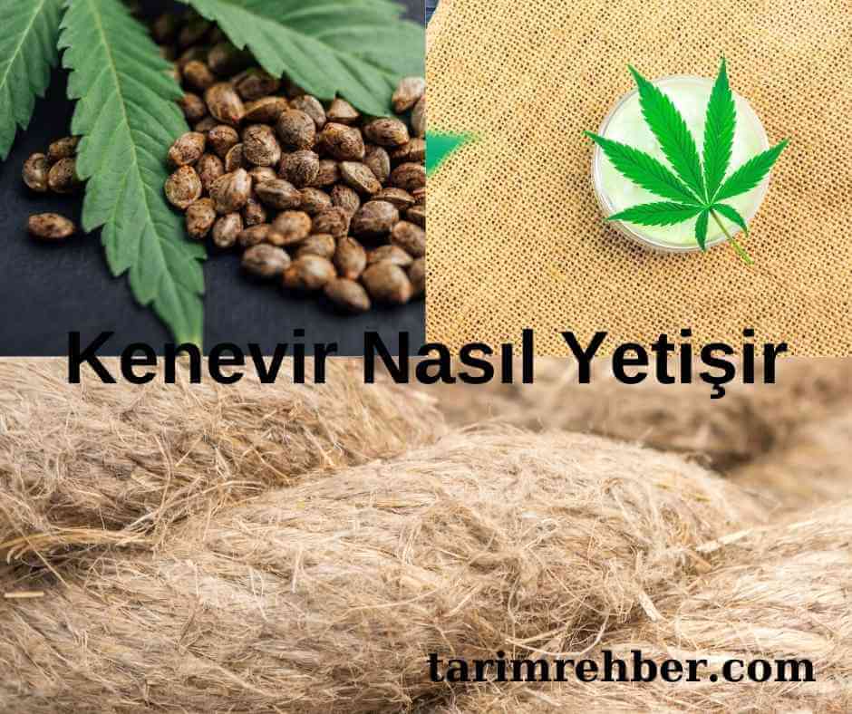 Kenevir Yetiştirme Rehberi: Kenevir Nasıl Yetişir