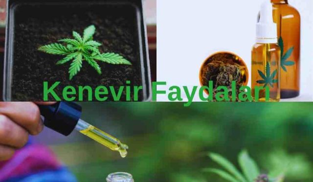 Kenevir Faydaları ve Bilinmeyen Yönleri