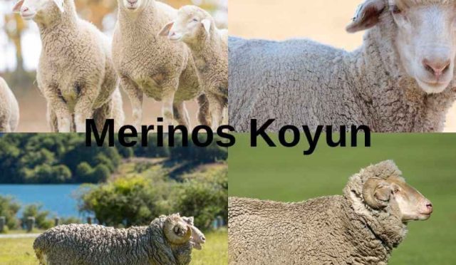 Merinos Koyun ve Yüksek Kaliteli Yünler