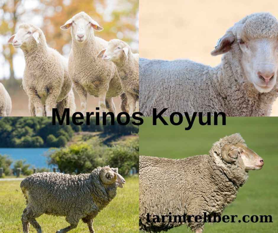 Merinos Koyun ve Yüksek Kaliteli Yünler