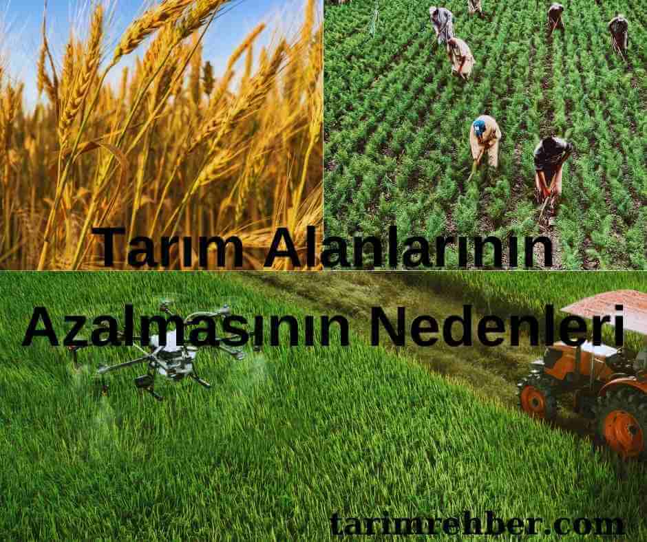 Tarım Alanlarının Azalmasının Nedenleri