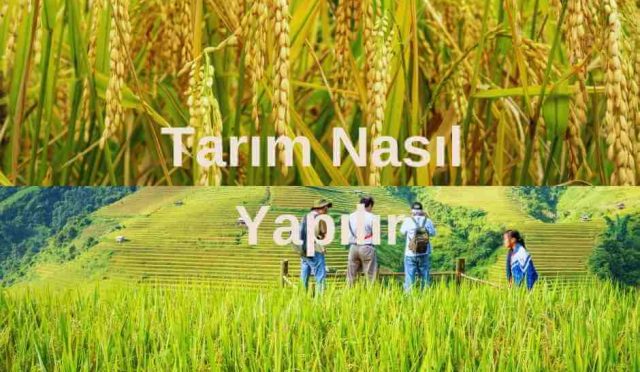 Tarım Nasıl Yapılır