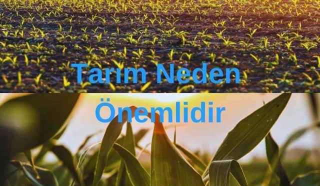 Tarım Neden Önemlidir | İşte Cevapları