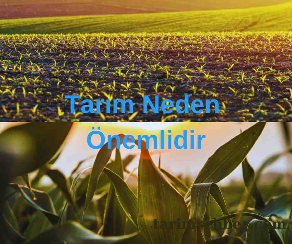 Tarım Neden Önemlidir | İşte Cevapları