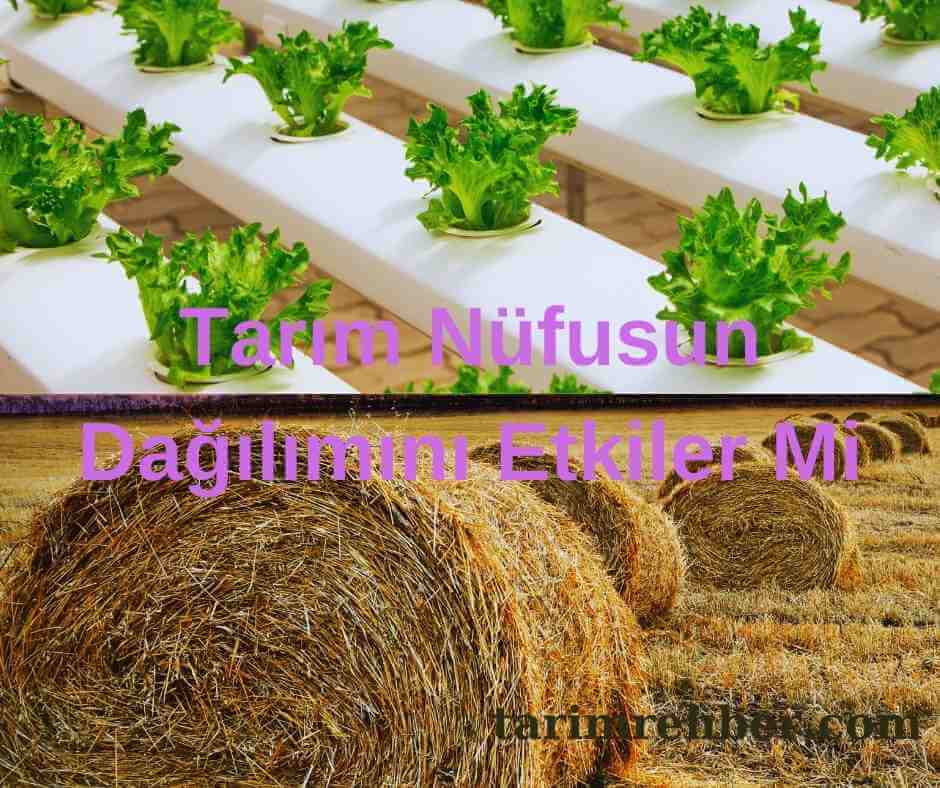 Tarım Nüfusun Dağılımını Etkiler Mi