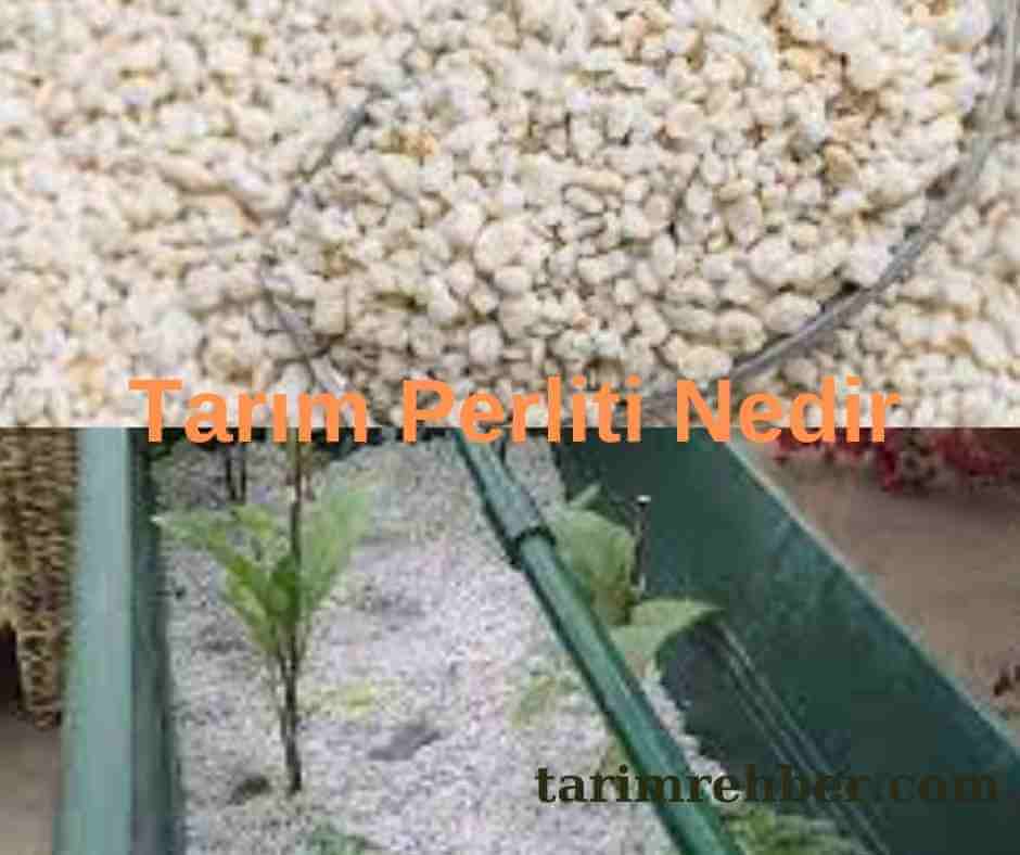 Tarım Perliti Nedir