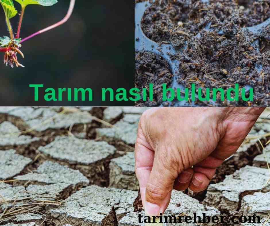 Tarım Nasıl Bulundu | Tarımın Keşfi