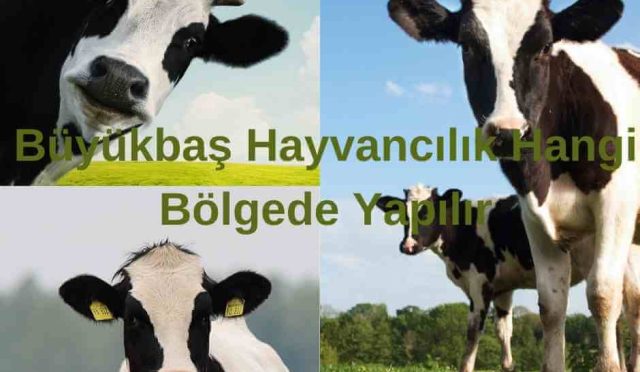 Büyükbaş Hayvancılık Hangi Bölgede Yapılır