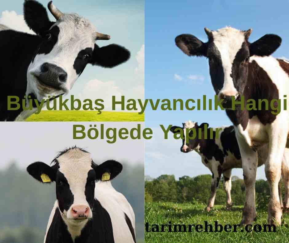 Büyükbaş Hayvancılık Hangi Bölgede Yapılır