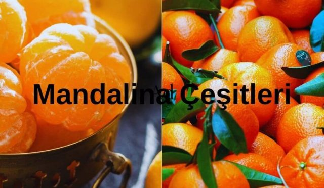 Mandalina Çeşitleri Nelerdir ?