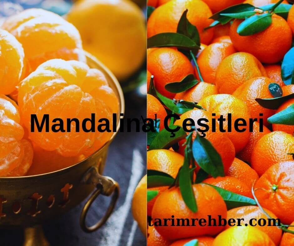 Mandalina Çeşitleri Nelerdir ?